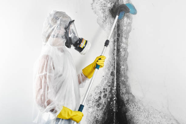 Best Water Damage & Mold Remediation  in Pilot Rock, OR