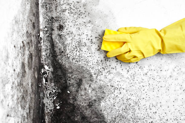 Best HVAC Mold Inspection and Cleaning  in Pilot Rock, OR