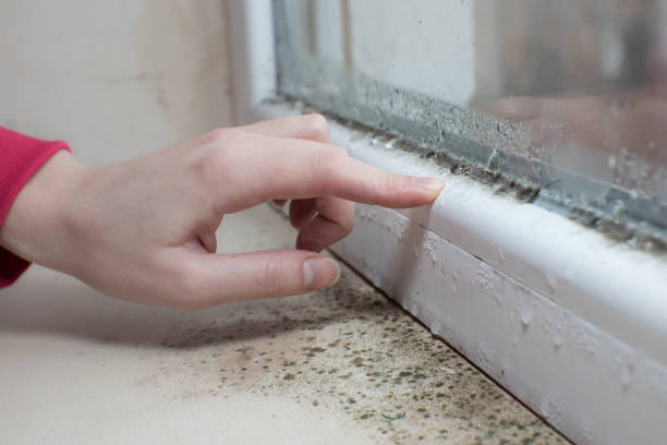 Best Mold Prevention Services  in Pilot Rock, OR