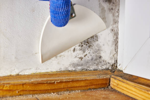 Best Basement Mold Removal  in Pilot Rock, OR
